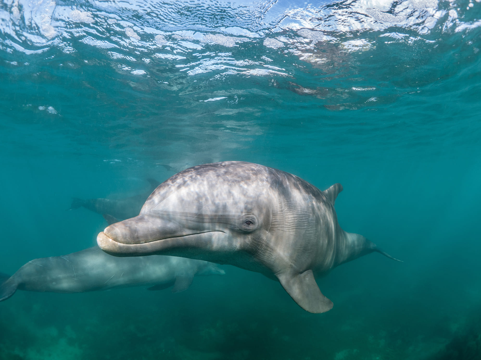 PJ4 - belle-photo-d-un-grand-dauphin-commun-vivant-sa-meilleure-vie-sous-la-mer 1