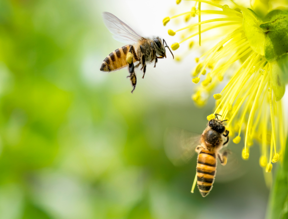 abeilles-image