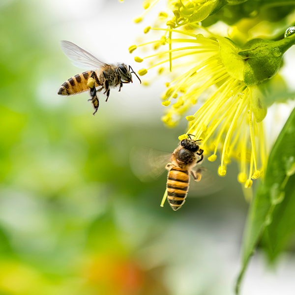 UN-TOIT-POUR-LES-ABEILLES-1