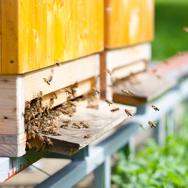 UN-TOIT-POUR-LES-ABEILLES-2