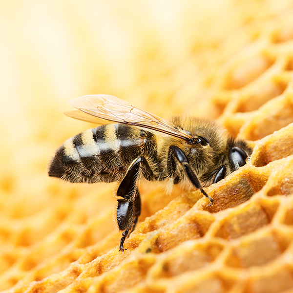 UN-TOIT-POUR-LES-ABEILLES-3