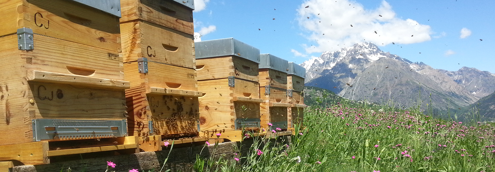 UN-TOIT-POUR-LES-ABEILLES-4